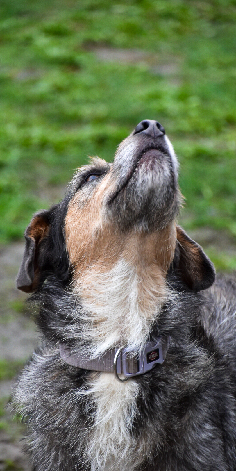 Hund Strolch